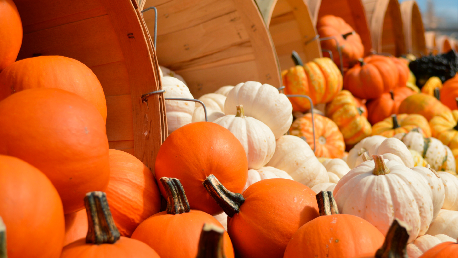 orange and white pumpkins